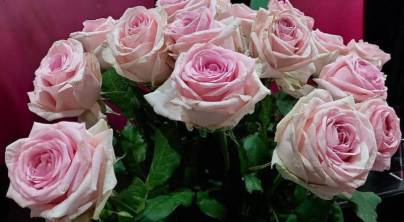 玫瑰 維納斯 (圖片2)