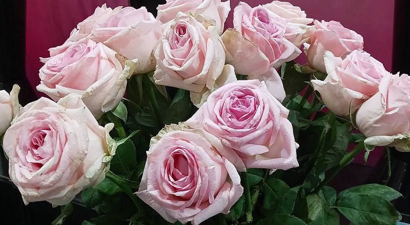 玫瑰 維納斯 (圖片3)