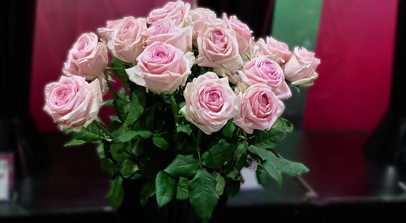 玫瑰 維納斯 (圖片1)