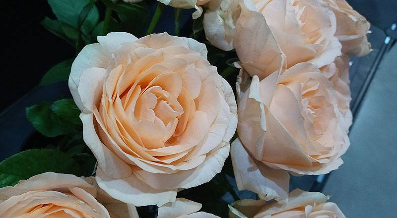 玫瑰 翡翠香檳 (圖片4)