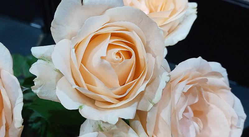 玫瑰 翡翠香檳 (圖片6)