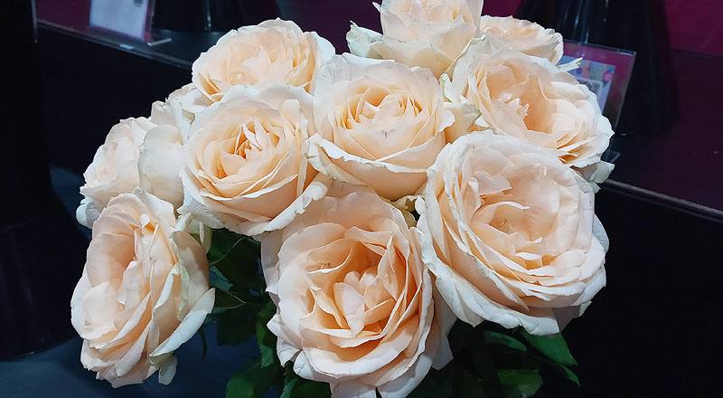 玫瑰 翡翠香檳 (圖片2)