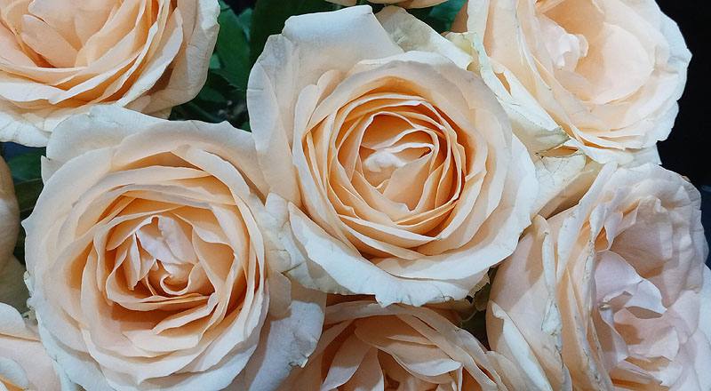 玫瑰 翡翠香檳 (圖片5)