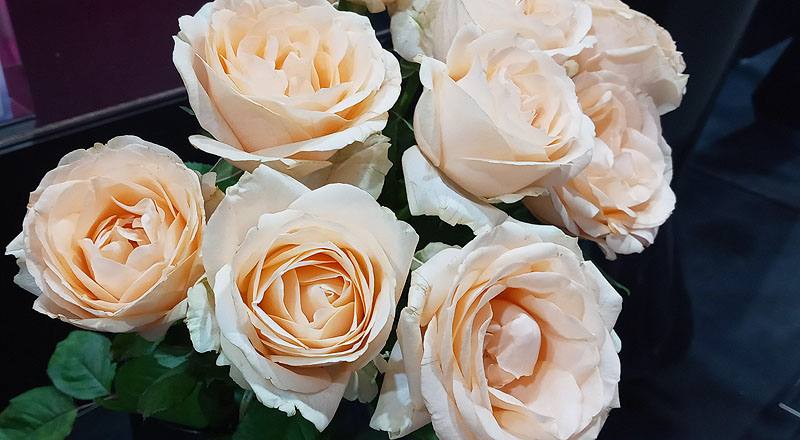 玫瑰 翡翠香檳 (圖片3)