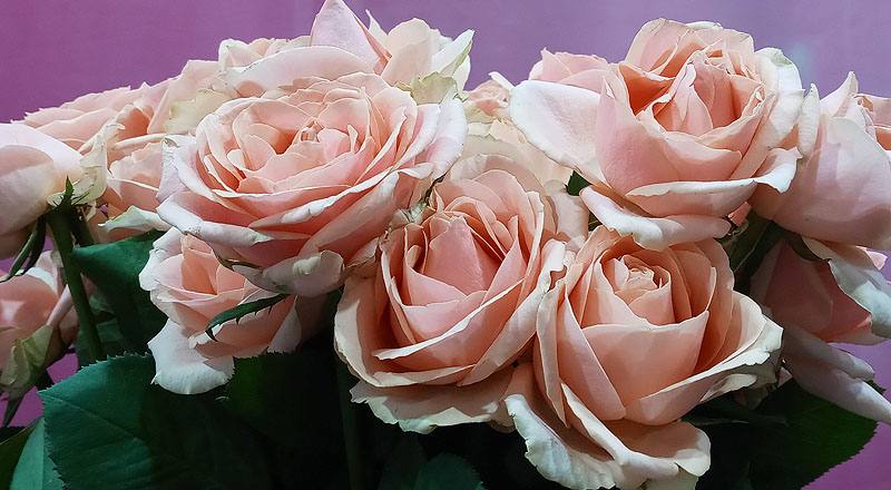 玫瑰 翡翠珍珠 實拍圖片3