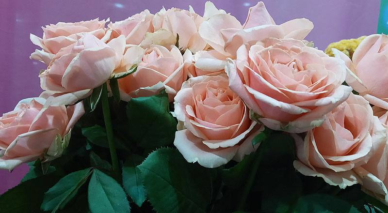 玫瑰 翡翠珍珠 實拍圖片4