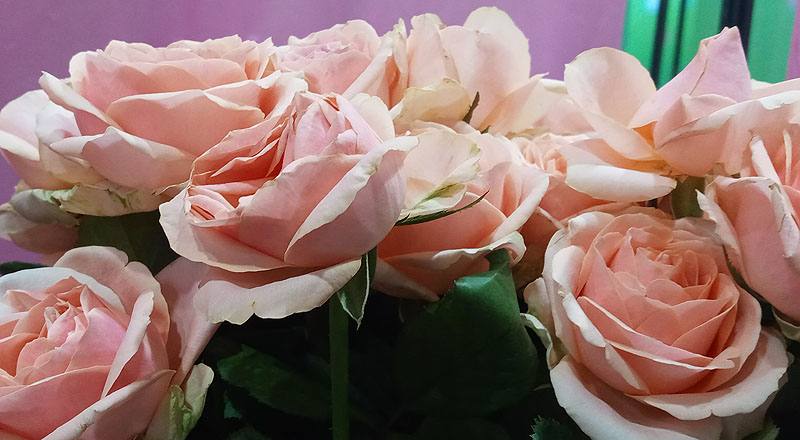 玫瑰 翡翠珍珠 實拍圖片6