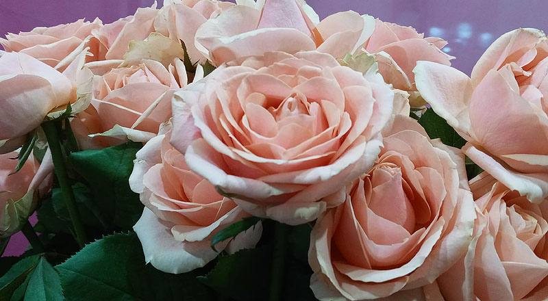 玫瑰 翡翠珍珠 實拍圖片5