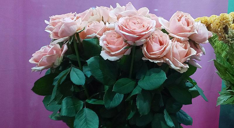 玫瑰 翡翠珍珠 實拍圖片2