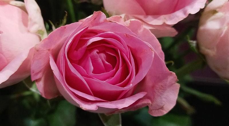 玫瑰 寶貝粉 (圖片5)