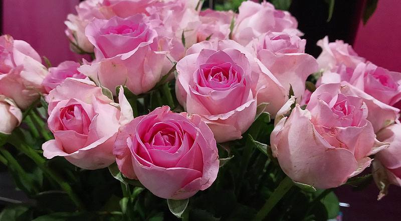 玫瑰 寶貝粉 (圖片4)