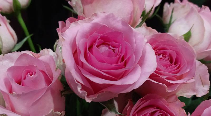 玫瑰 寶貝粉 (圖片7)