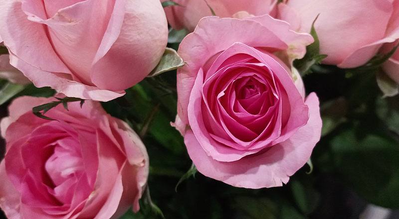 玫瑰 寶貝粉 (圖片6)