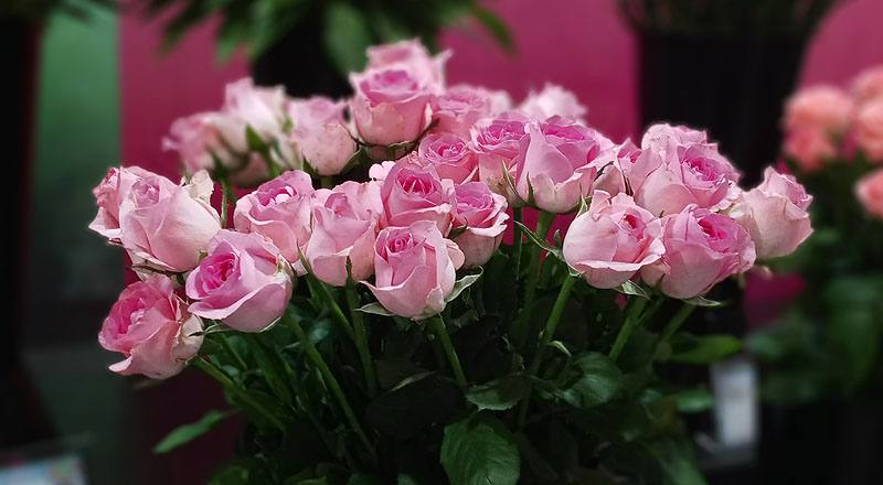 玫瑰 寶貝粉 (圖片1)