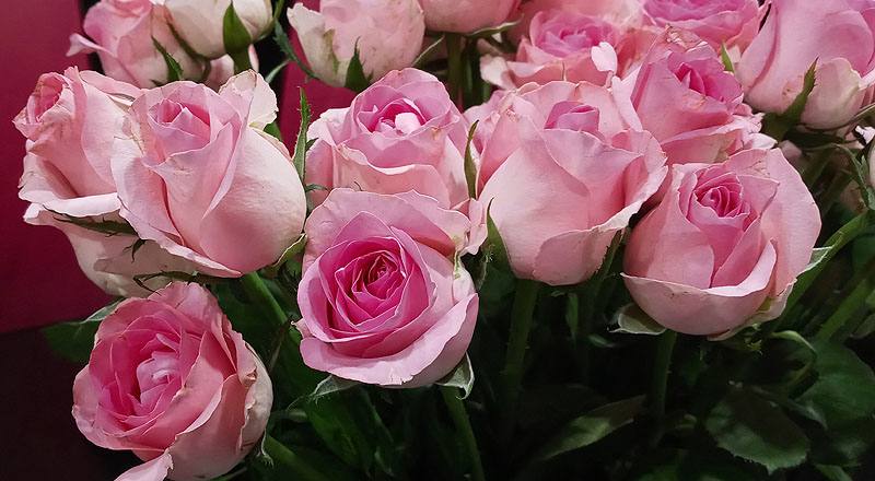 玫瑰 寶貝粉 (圖片3)