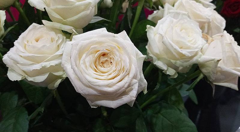 玫瑰 翡翠白 (圖片3)