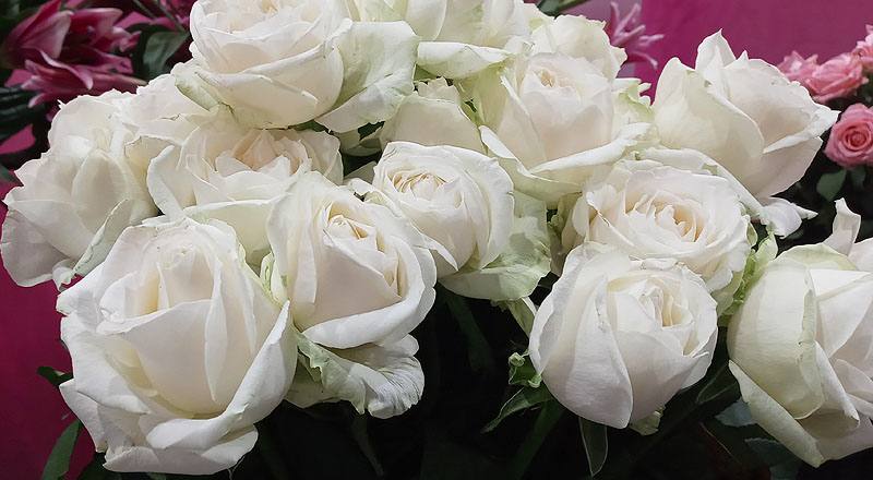 玫瑰 翡翠白 (圖片7)