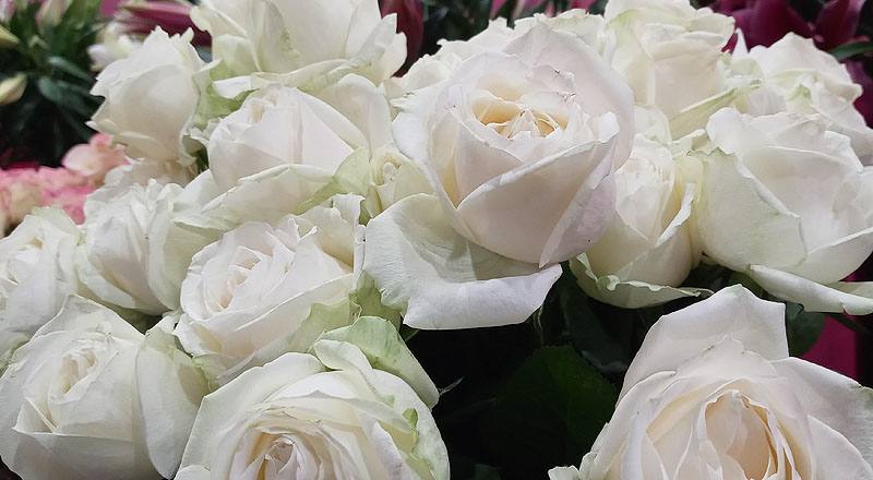 玫瑰 翡翠白 (圖片6)