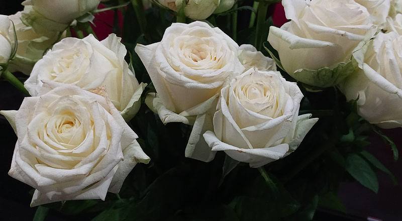 玫瑰 翡翠白 (圖片4)