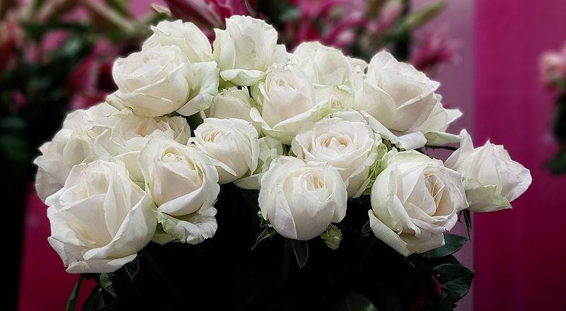 玫瑰 翡翠白 (圖片8)