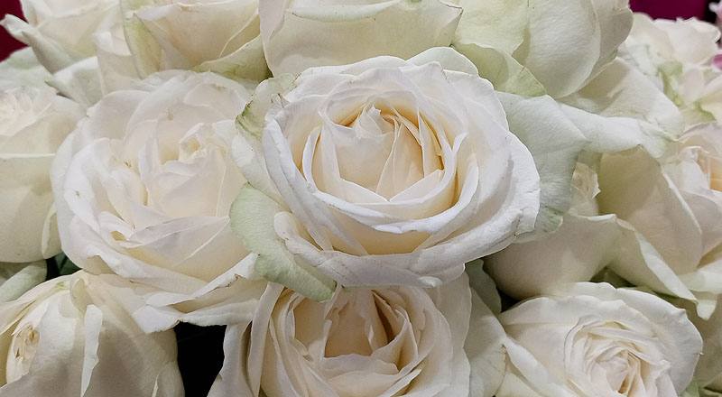 玫瑰 翡翠白 (圖片10)