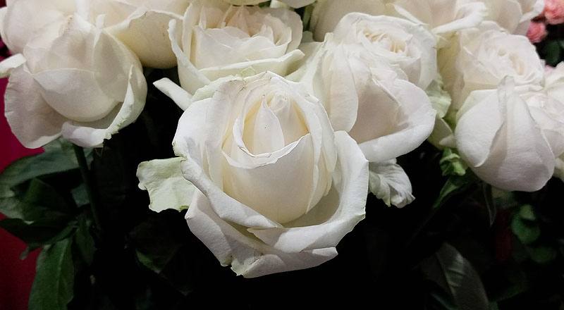 玫瑰 翡翠白 (圖片9)