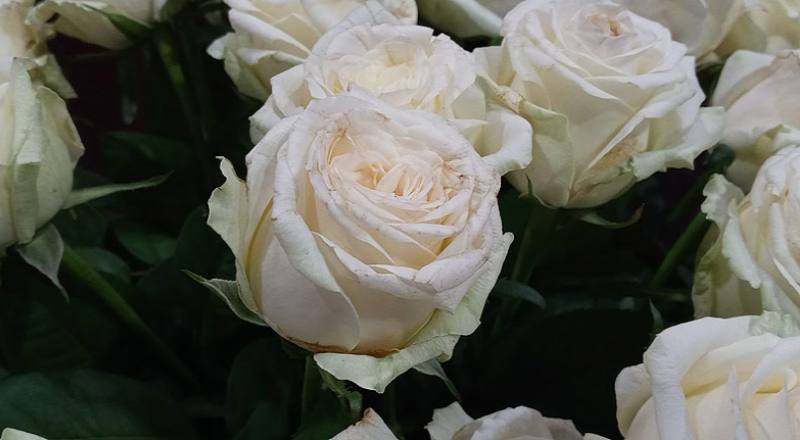 玫瑰 翡翠白 (圖片5)