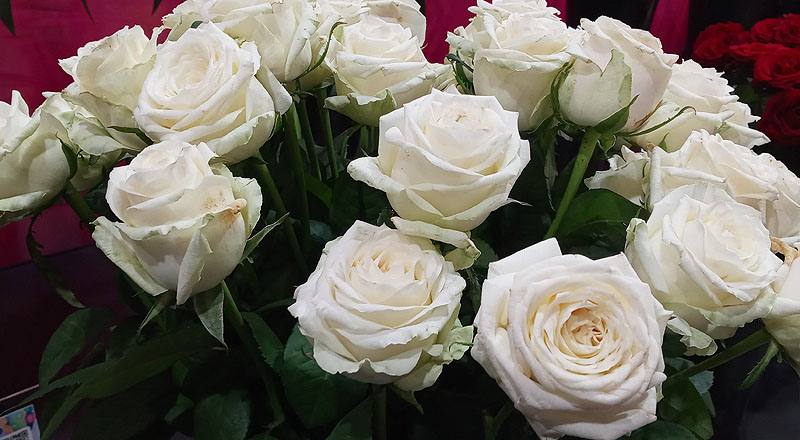 玫瑰 翡翠白 (圖片2)