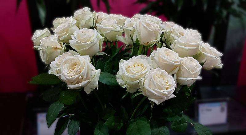 玫瑰 翡翠白 (圖片1)