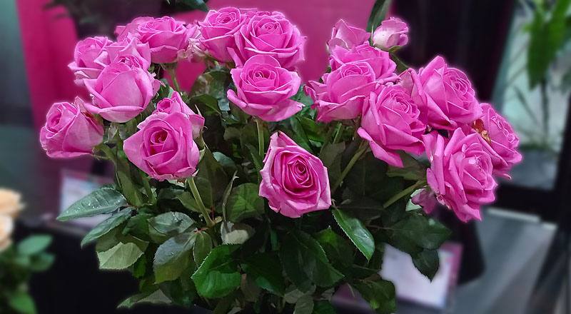 玫瑰 紫天王 實拍圖片1