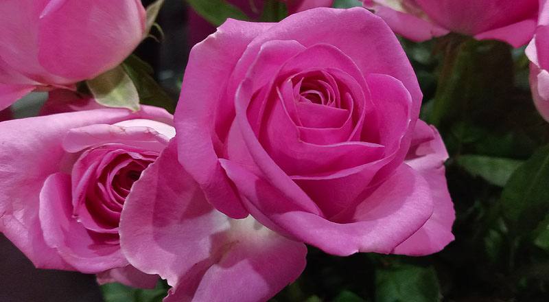 玫瑰 紫天王 實拍圖片3