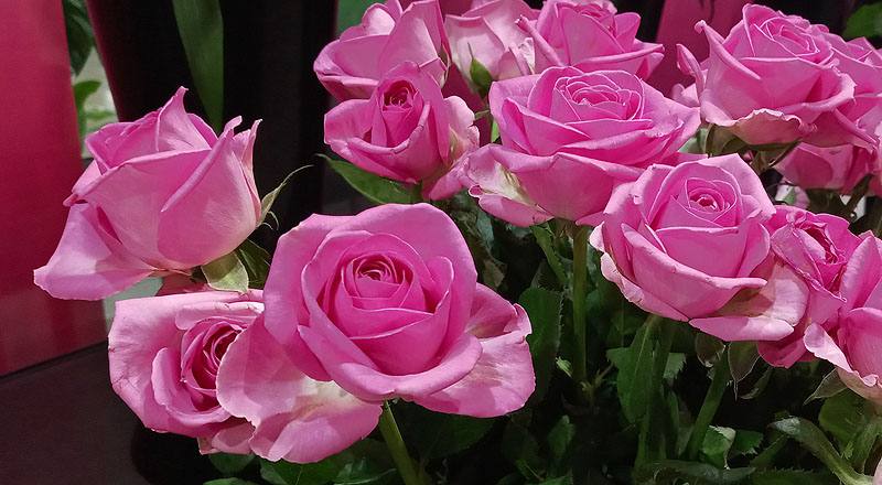 玫瑰 紫天王 實拍圖片2