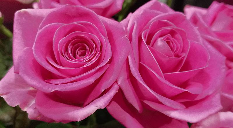 玫瑰 紫天王 實拍圖片4