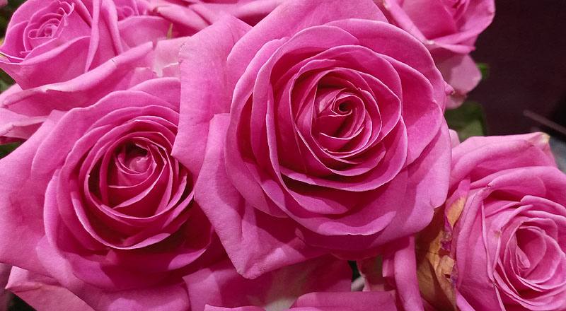 玫瑰 紫天王 實拍圖片5