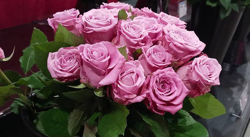 玫瑰 天堂紫 (圖片3)