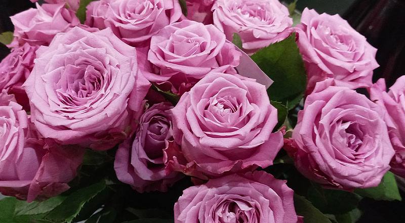 玫瑰 天堂紫 (圖片6)