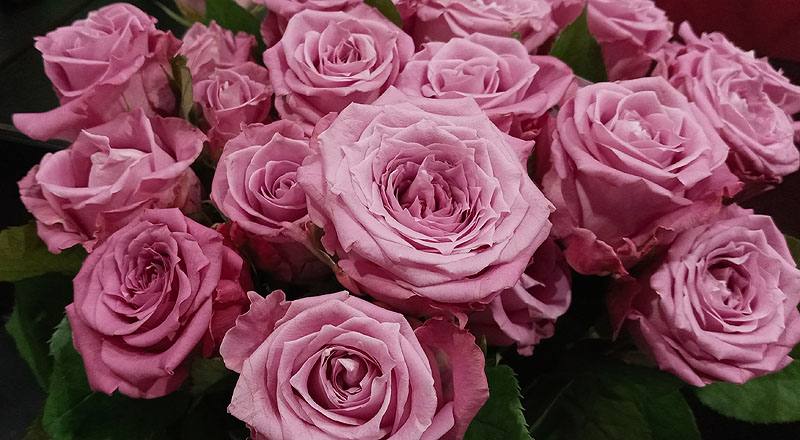 玫瑰 天堂紫 (圖片5)