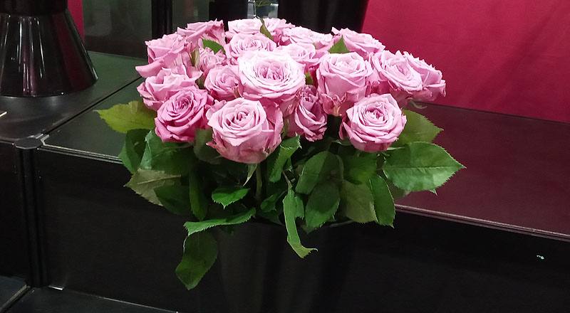 玫瑰 天堂紫 (圖片1)