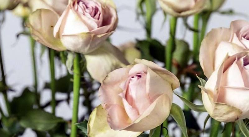 玫瑰 拿鐵 (圖片1)