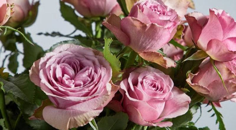 玫瑰 蒙馬特 (圖片1)