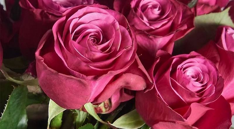 玫瑰 波斯王子 (圖片1)