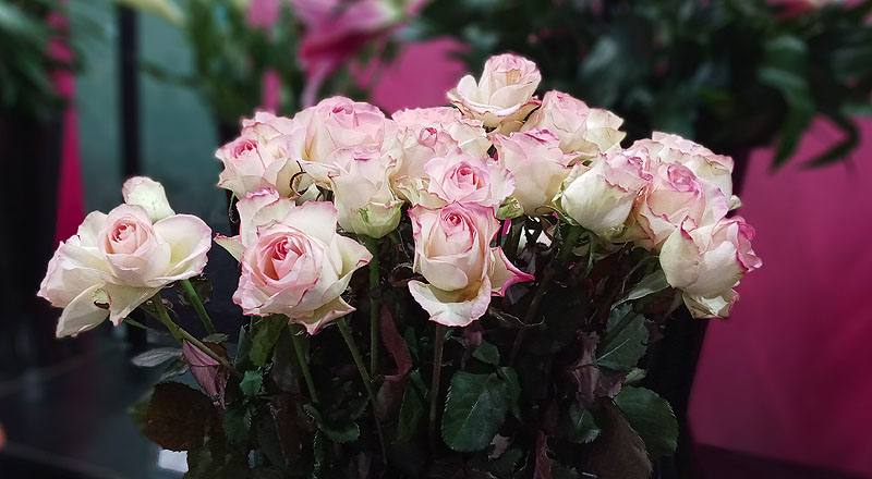 玫瑰 雪之戀 (圖片4)