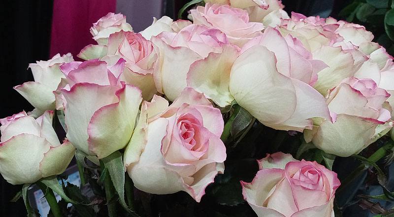 玫瑰 雪之戀 (圖片7)