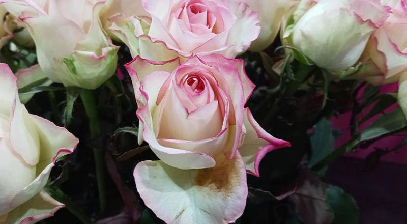 玫瑰 雪之戀 (圖片5)