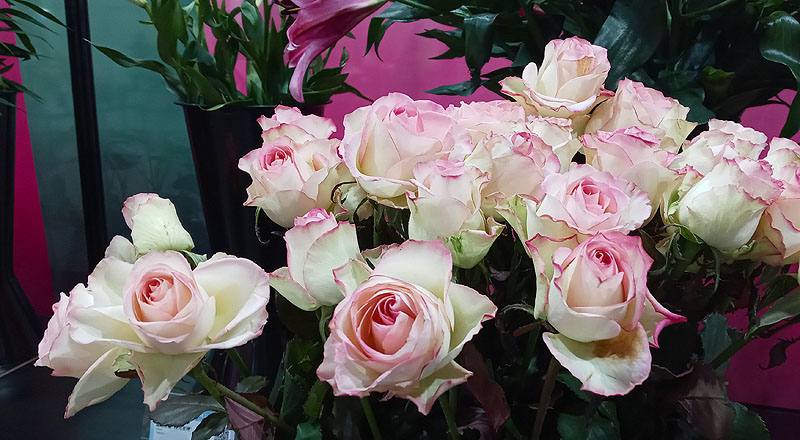 玫瑰 雪之戀 (圖片3)