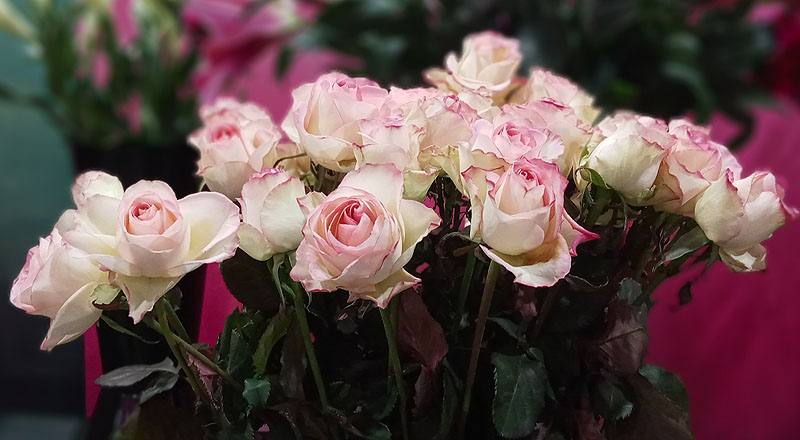 玫瑰 雪之戀 (圖片8)