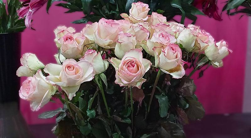 玫瑰 雪之戀 (圖片1)