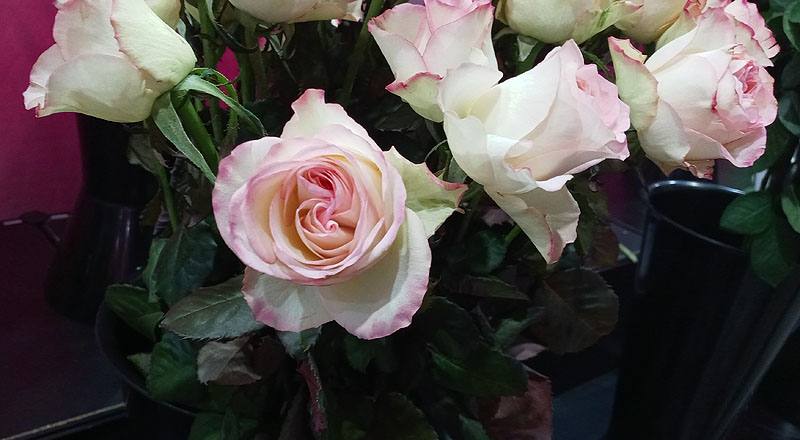 玫瑰 雪之戀 (圖片6)