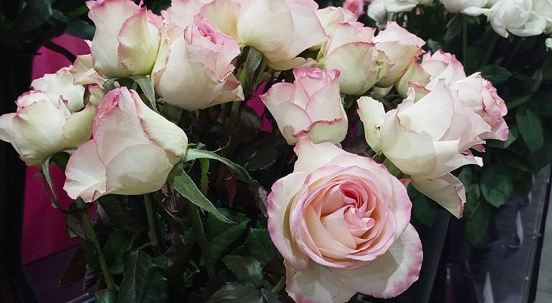 玫瑰 雪之戀 (圖片2)