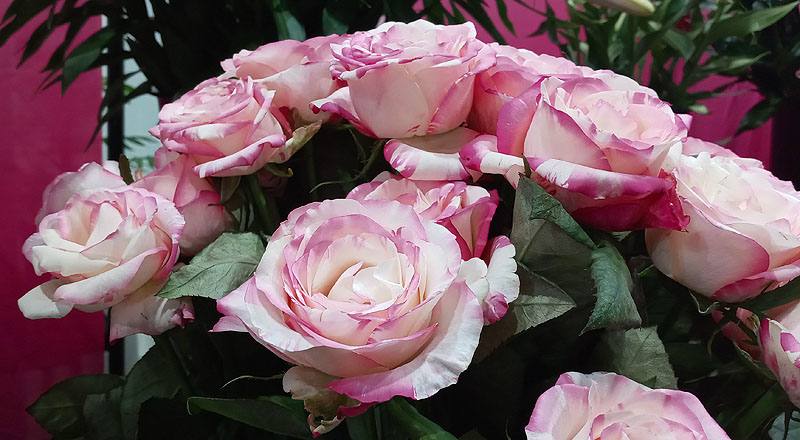 玫瑰 愛麗絲 (圖片4)